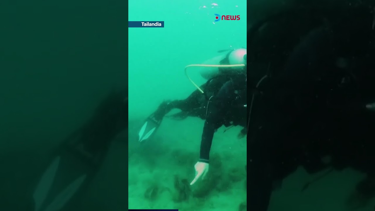 🇹🇭 El arrecife de Coral de Tailandia est&aacute; muriendo 🪸