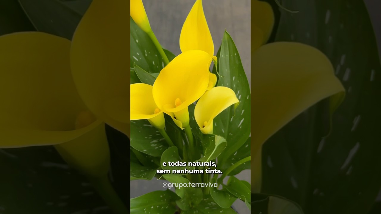 Calla ou Copo de Leite - Terra Viva. 