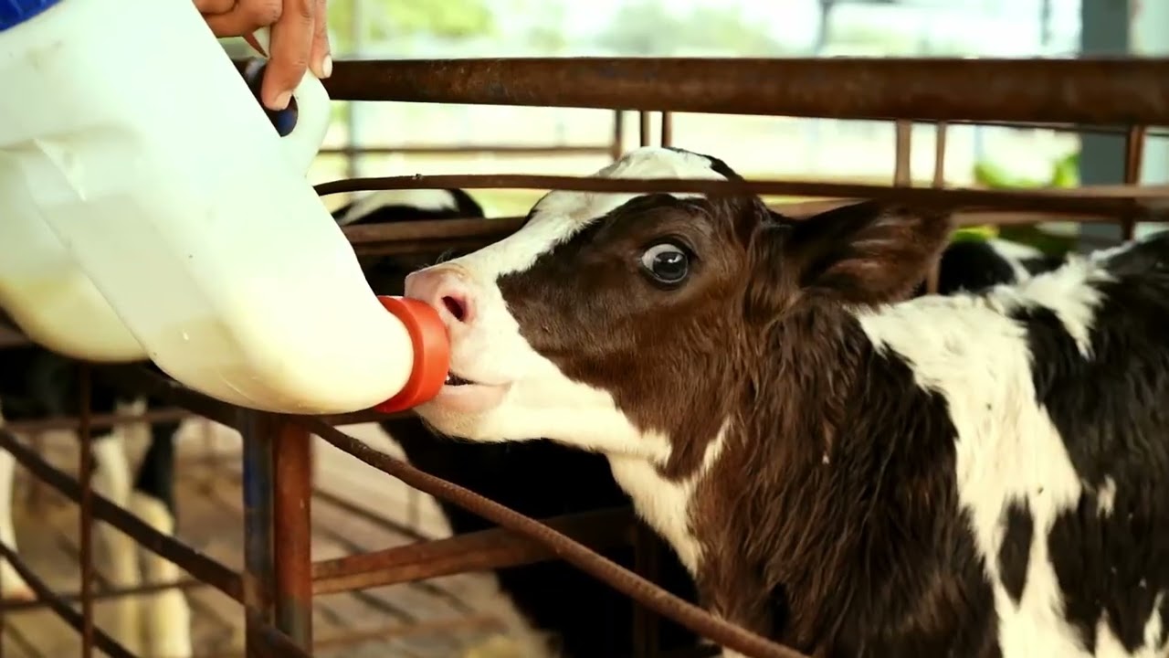 Iqbal Dairy Farms
