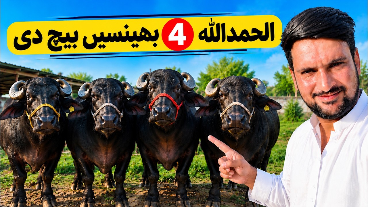 My 4 Best Buffaloes are Sold🔥 Dairy Farm Business