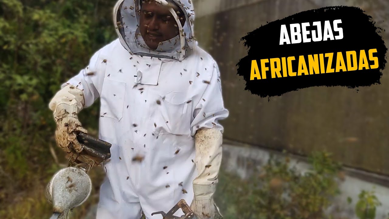 Como se siente Trabajar con Abejas Africanizadas 🐝