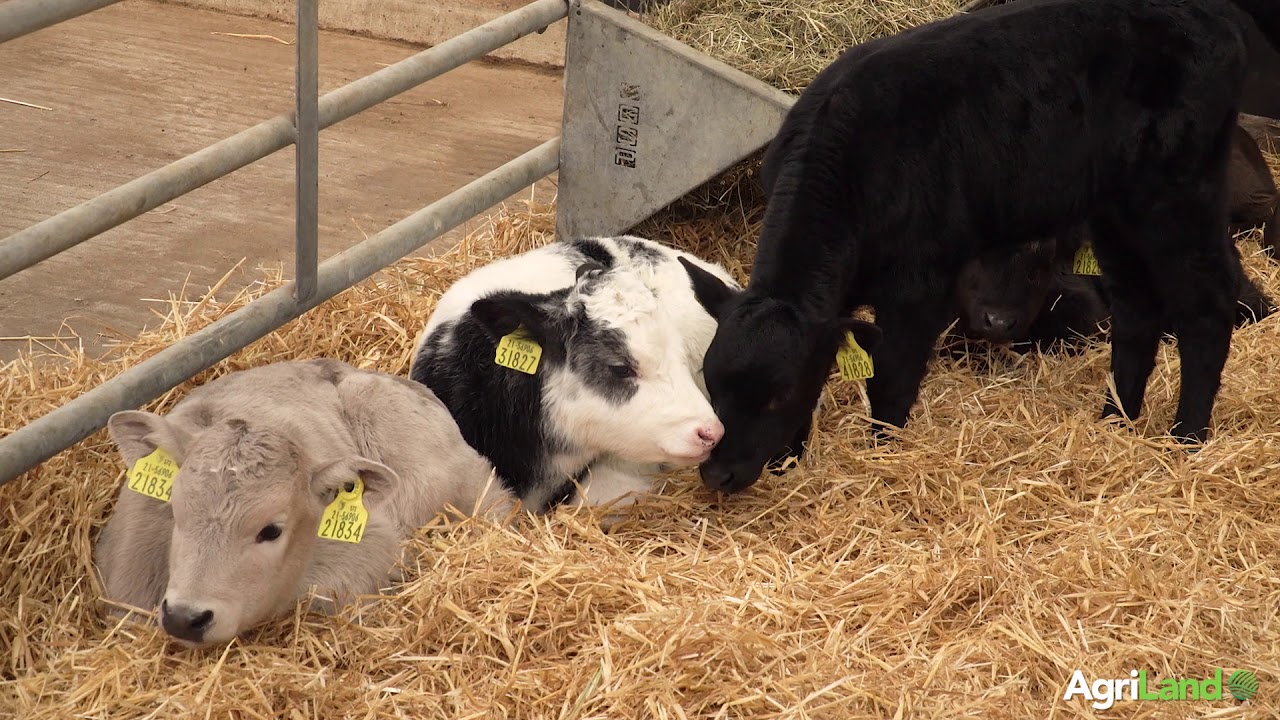 Milk replacer spec