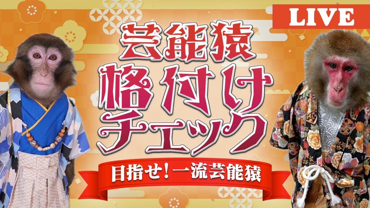 新春特別企画！天才猿が「格付けチェック」に挑戦しちゃうヤラセなし生配信！