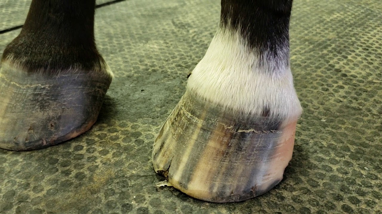 Initial presentation of a TB horse with poor hoof condition