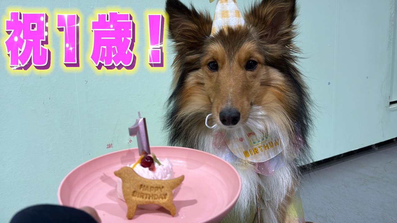 誕生日会なのに目が死んでつまらなさそうなのには理由があります…【シェルティ　クレア】