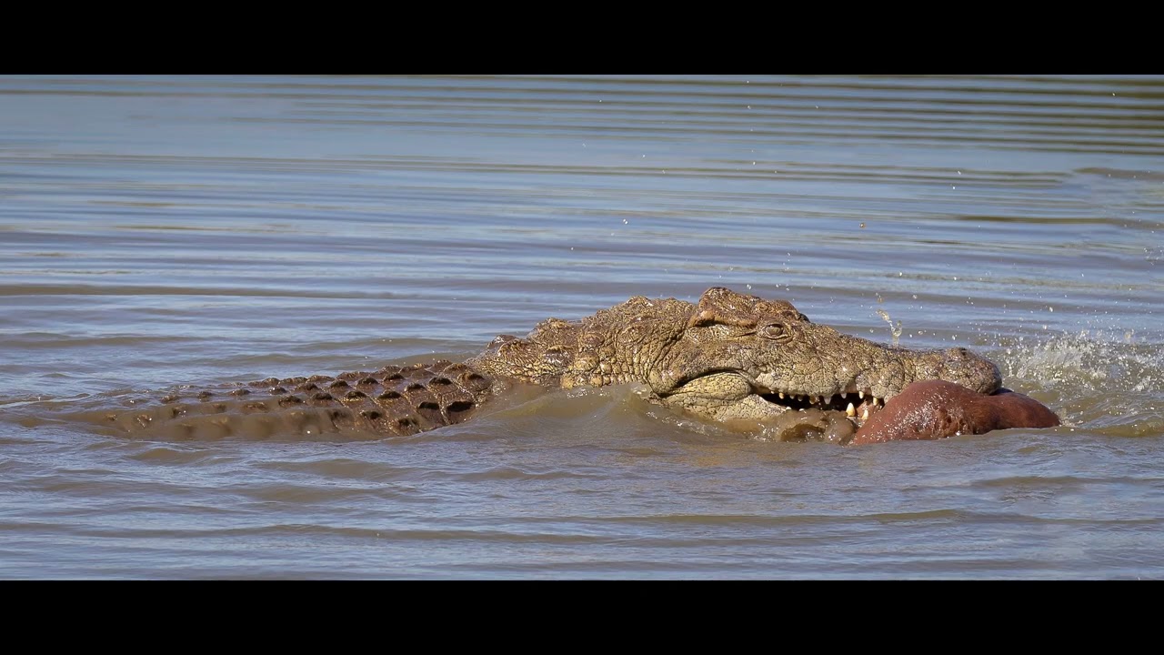 The Kruger Wildlife Collection