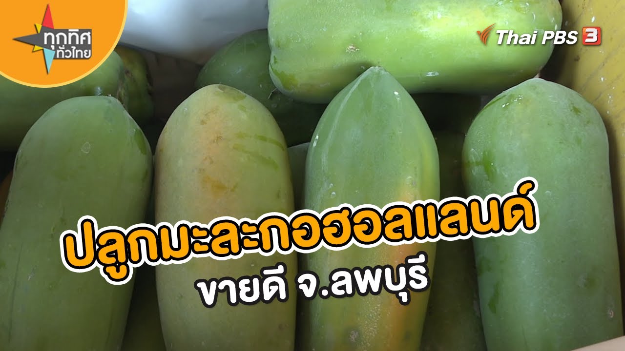 ปลูกมะละกอฮอลแลนด์ขายดี จ.ลพบุรี | อาชีพทั่วไทย