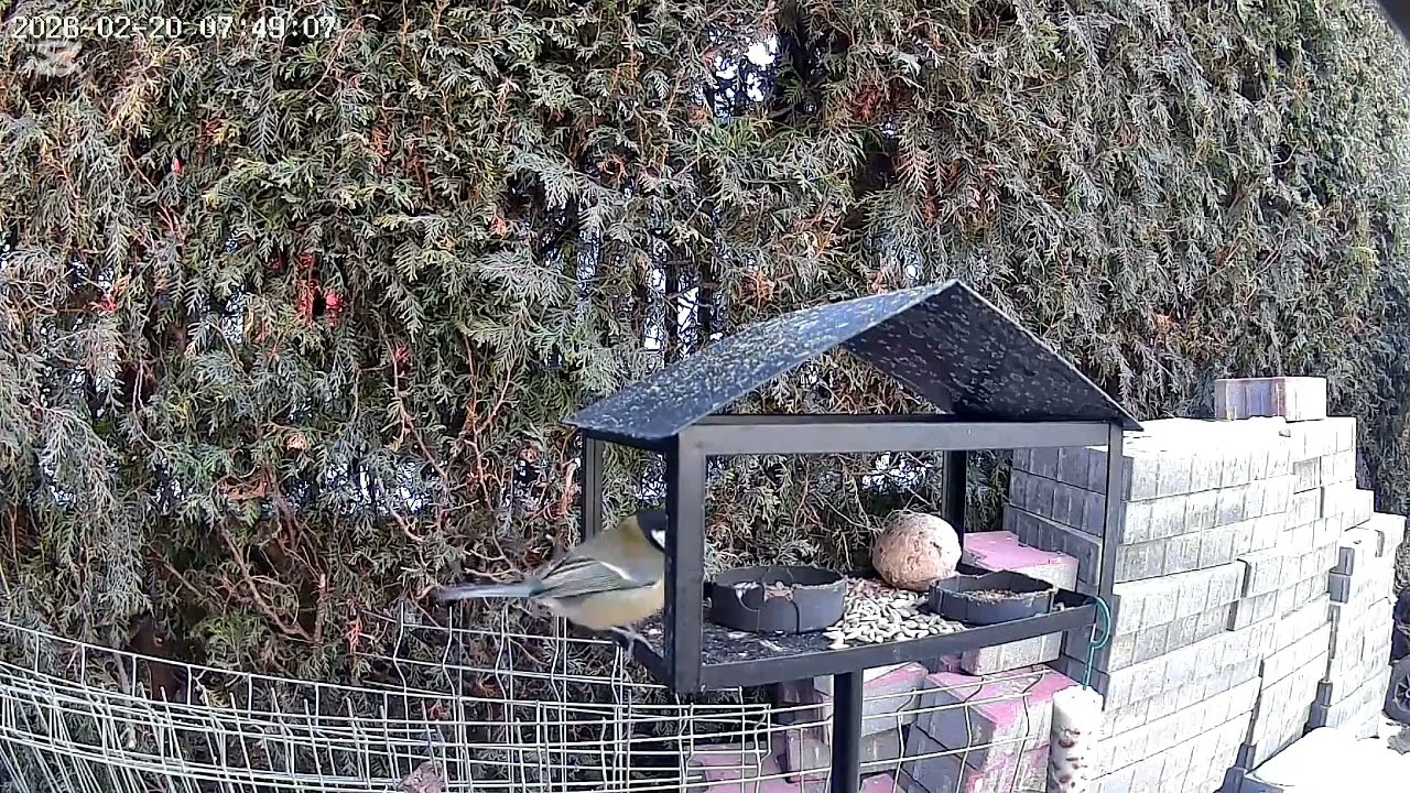 Film z poranka 20.02.2026 #bogatka #modraszka #kos 