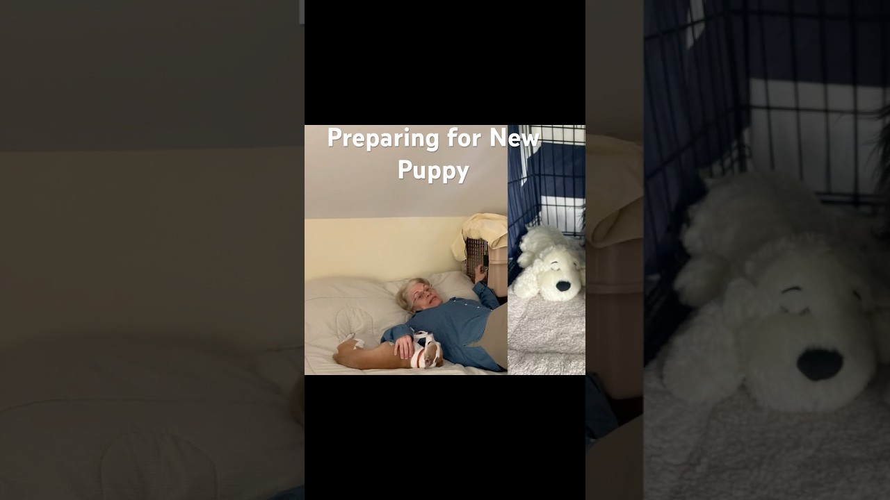 How to Prepare for Your New Puppy #puppy #dogtraining #newpuppy #diamonddogtraining