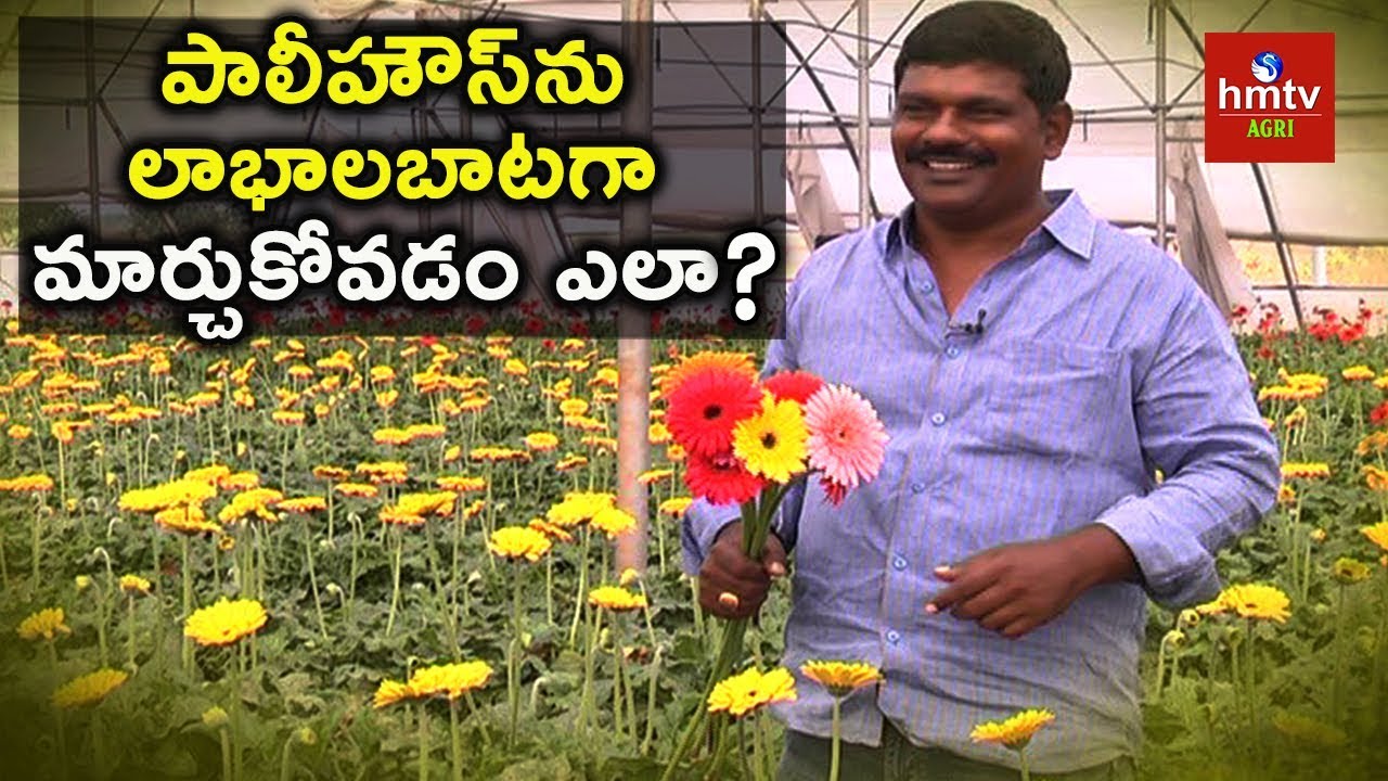 Telangana Farmer Earning 1 Lakh  Per Month In Polyhouse Farming | Gerbera Cultivation | hmtv Agri
