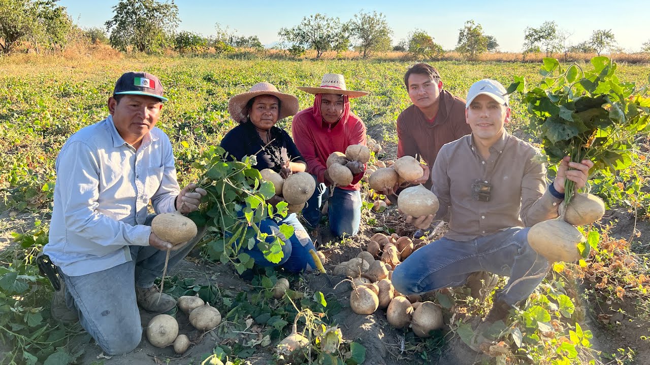 Jícama criolla tubérculo originario de méxico | Cosecha 16 toneladas por hectárea y sembrar 100 kg