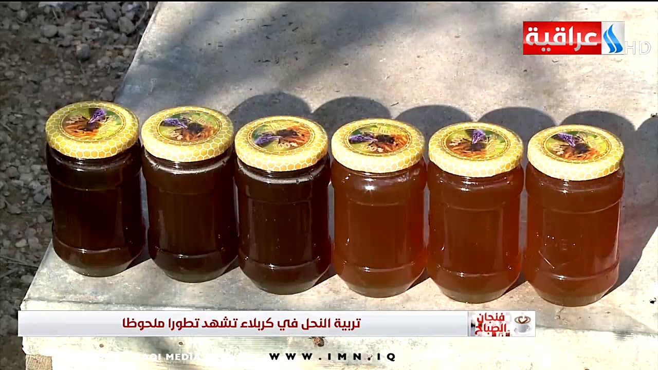 تربية النحل في كربلاء تشهد تطورا ملحوظا /تقرير- حسن المحنا