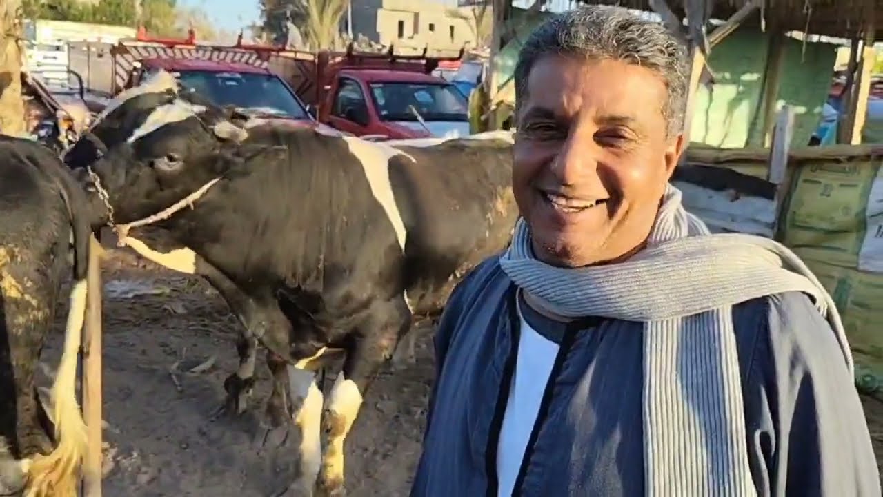 اسعار العجول الذكوره اللحم البقري والعيون المحيره في سوق ابو هواش تبع المحموديه بحيره يوم 4/12/2025