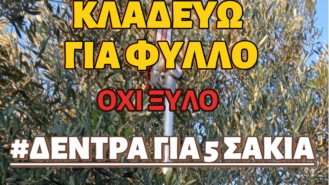 ОБРЕЗКА ОЛИВОК - ПРОИЗВОДСТВО 200 КГ - ПРАВИЛЬНАЯ ОБРЕЗКА