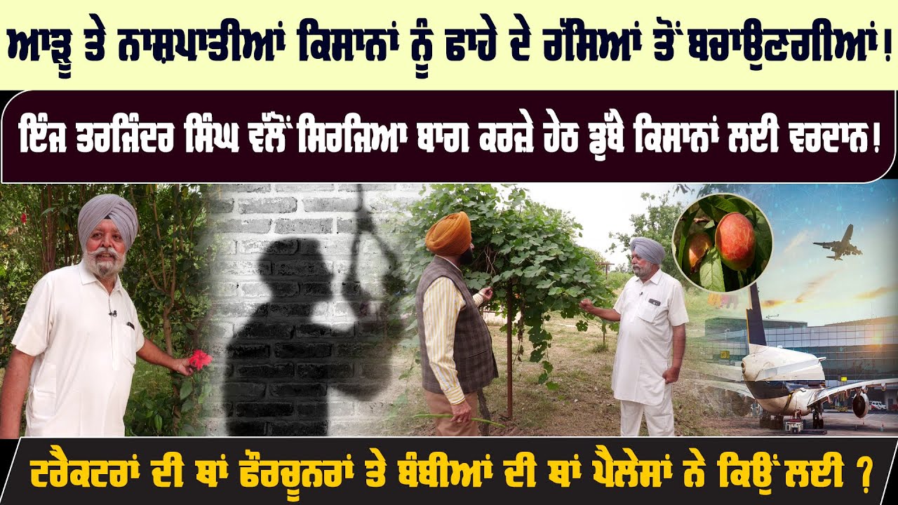 ਆੜੂ ਤੇ ਨਾਸ਼ਪਾਤੀਆਂ ਕਿਸਾਨਾਂ ਨੂੰ ਫਾਹੇ ਦੇ ਰੱਸਿਆਂ ਤੋਂ ਬਚਾਉਣਗੀਆਂ | The Summer News