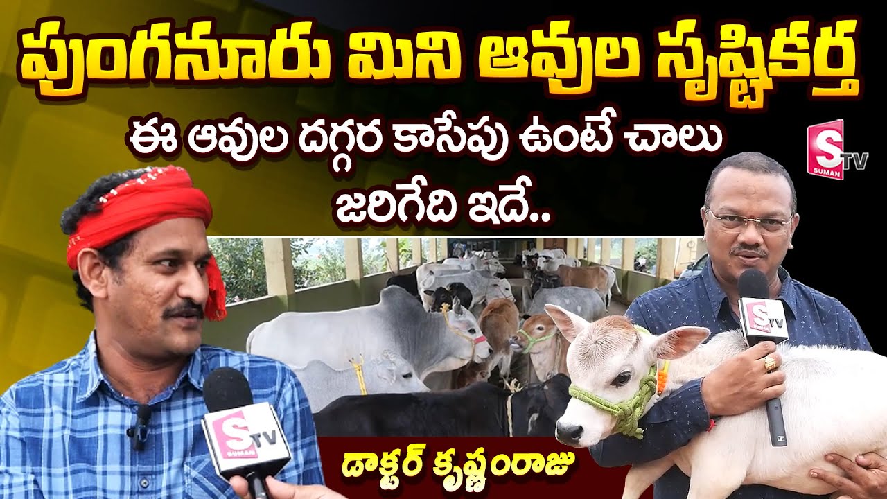 Small Miniature Punganuru Cows | Cutest Cows | Naadi Patri Vaidyam Dr Krishnam Raju | SumanTV