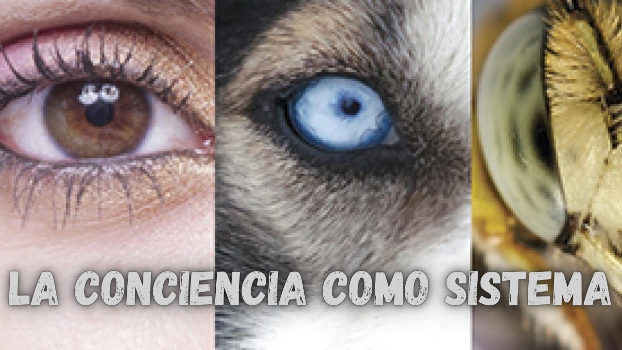 TEORIA de la INFORMACION INTEGRADA (TII) de GIULIO TONONI. La CONCIENCIA es un SISTEMA.