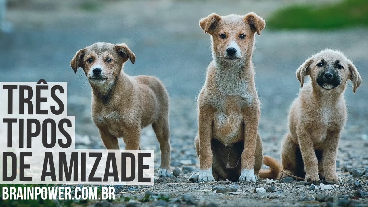 Os Três Tipos de Amizade. A 3a é a mais importante delas | Academia Cerebral