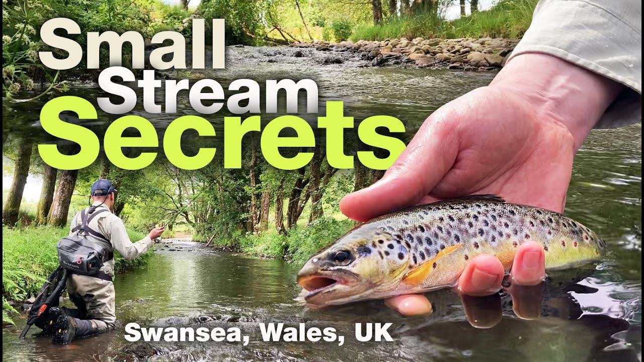 Small stream fly fishing for beautiful wild brown trout – Swansea, South Wales, UK, 2024