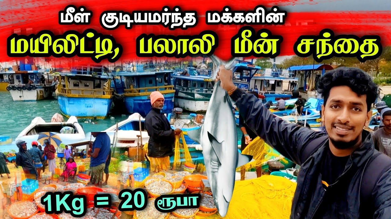 மீள் குடியமர்ந்த மக்களின்  மீன்  சந்தை 🐟😍 | Myliddy Fish Market 😊