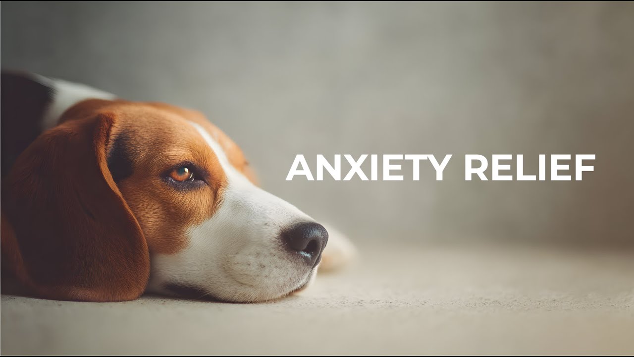 Night Calming Music for Dogs | Help Your Dog Sleep (6 Hours)