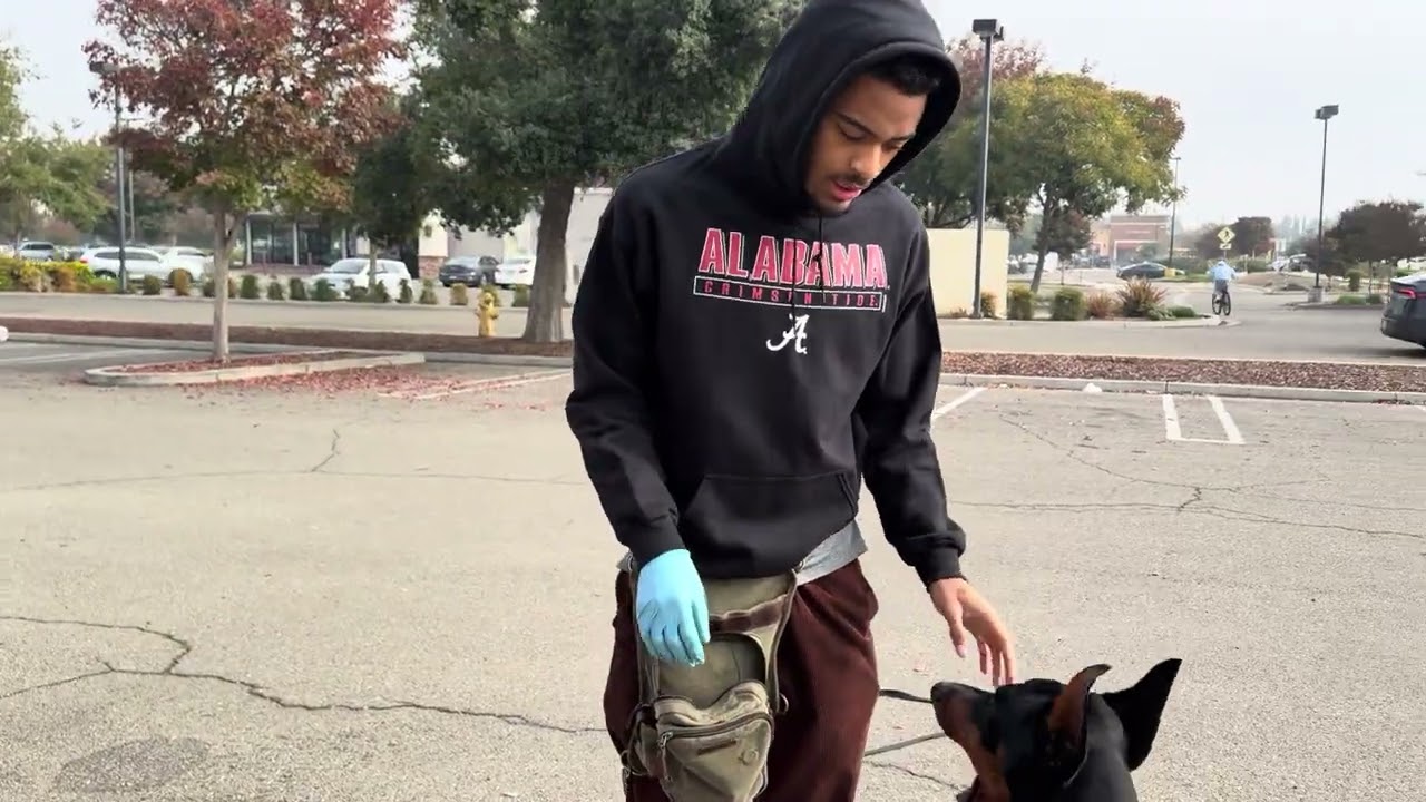 3 Training Routines Every Doberman Needs (9-Month Update) 