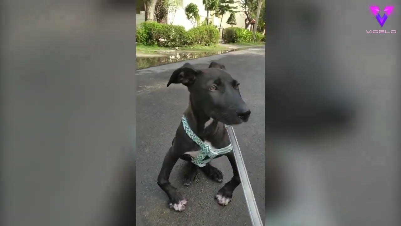 Dos perros discapacitados son mejores amigos | Emotivos