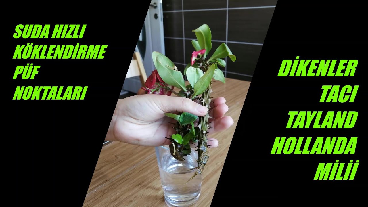 Tayland veHollanda Milii Suda Hızlı Köklendirme, Euphorbia milii, Dikenler Tacı, Corona de Cristo