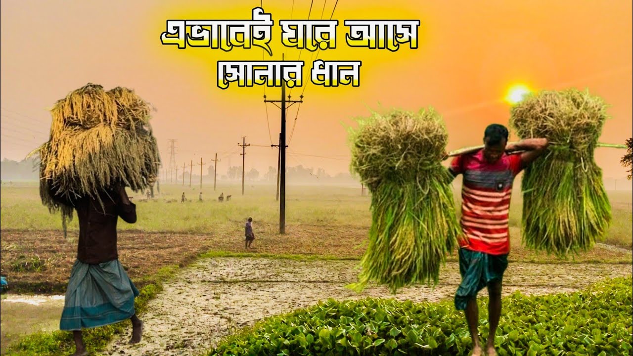 কুয়াশা ঢাকা ভোরে কৃষকের ধান কাটা | প্রকৃতির মাঝে জীবনের ছন্দ। Rifat Ahamed 