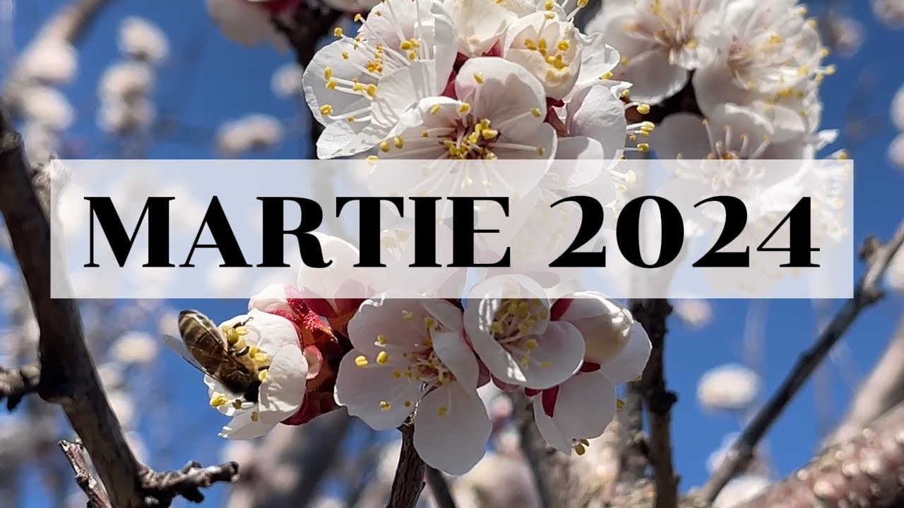 Gradina di la Tara - MARTIE 2024: Ce am semanat? | Teapa cu seminte | Gradina in Martie
