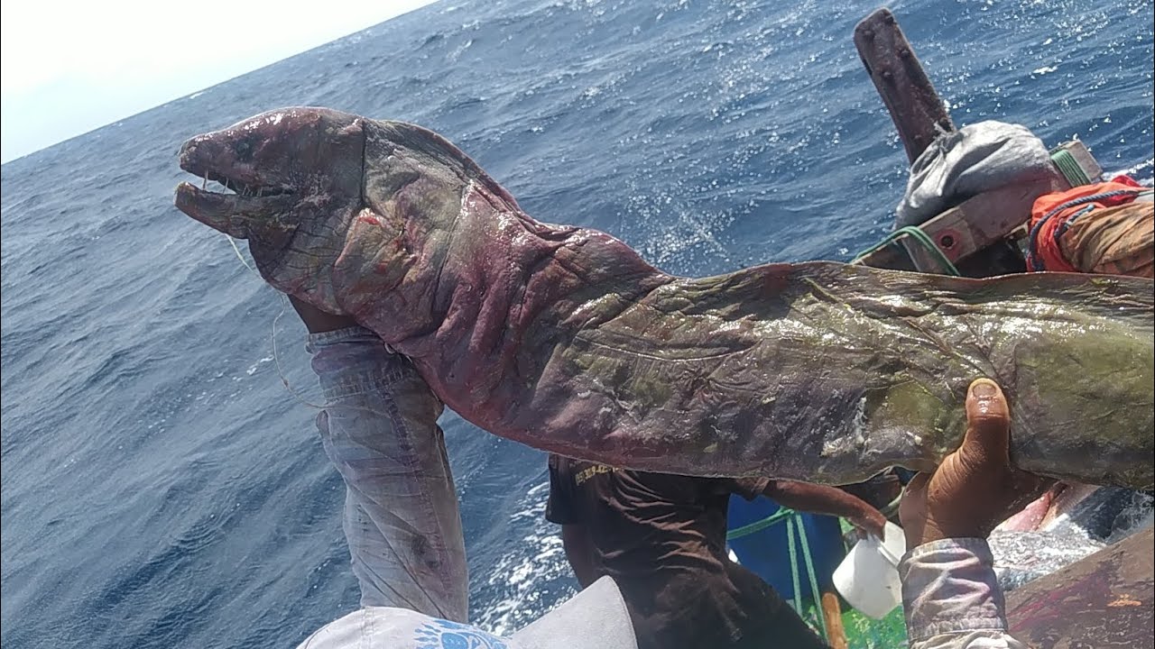 🧐😮😮😮O QUE FARIA SE ENCONTRASSE ESSA COBRA NO MAR 😳🧐 PESCARIA EM ALTO MAR