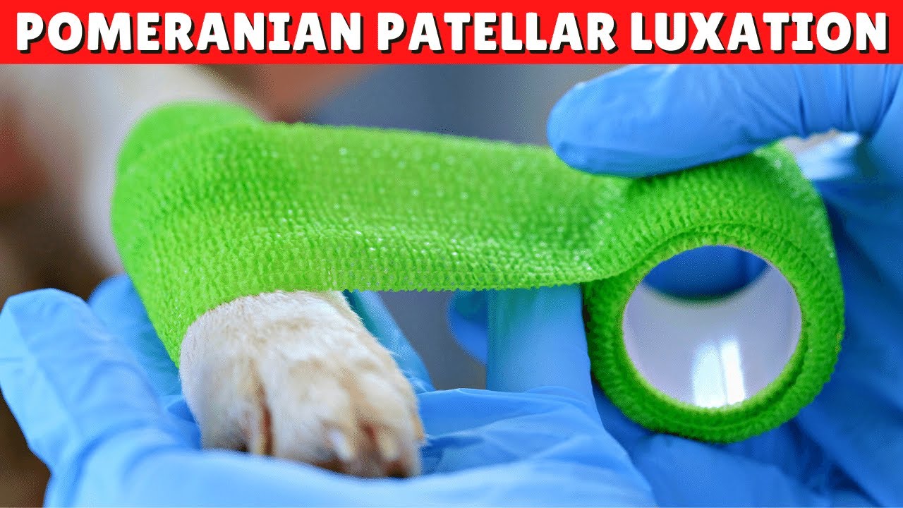 Pomeranian Patella Luxation - Cause, Treatment And More