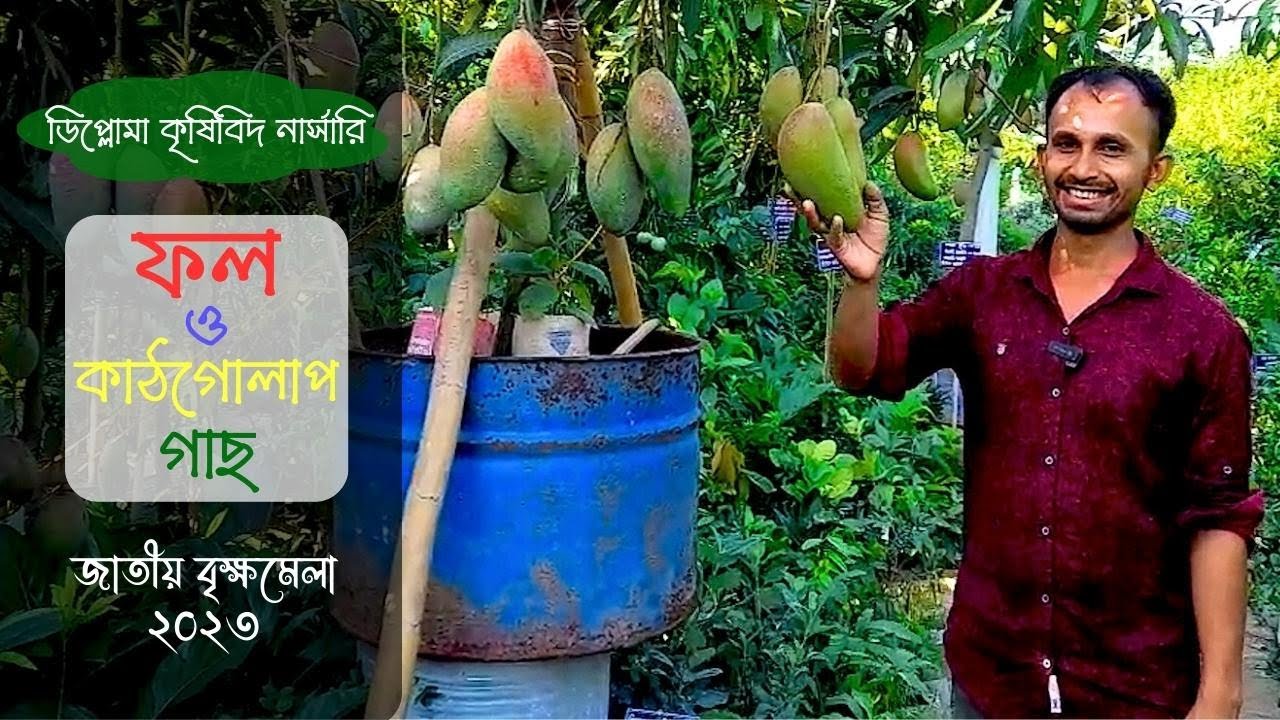 ফল ও কাঠগোলাপ ডিপ্লোমা কৃষিবিদ নার্সারিতে | Fruit Frangipani | বৃক্ষমেলা ২০২৩ | Gardening Bangladesh