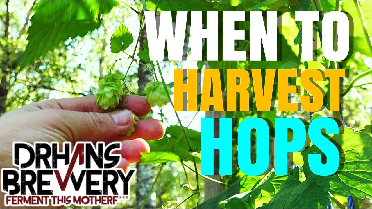 When To Harvest Hops - Growing hops 101 - part 5