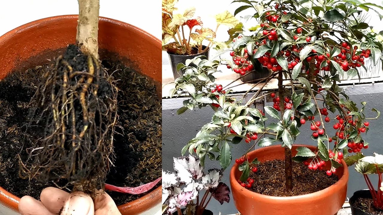 How to propagate Christmas Berry / Money Tree , Lucky Tree, Red Money Tree, Ardisia Crenata