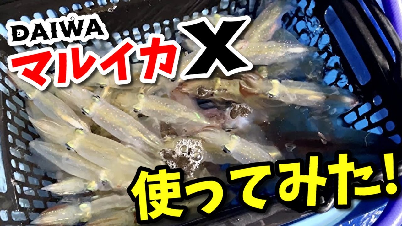 入門竿でマルイカ釣りしてみた！