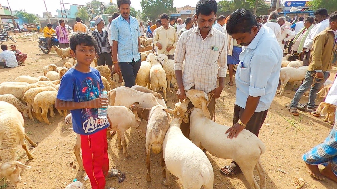 Chintamani sheep market on every Sunday