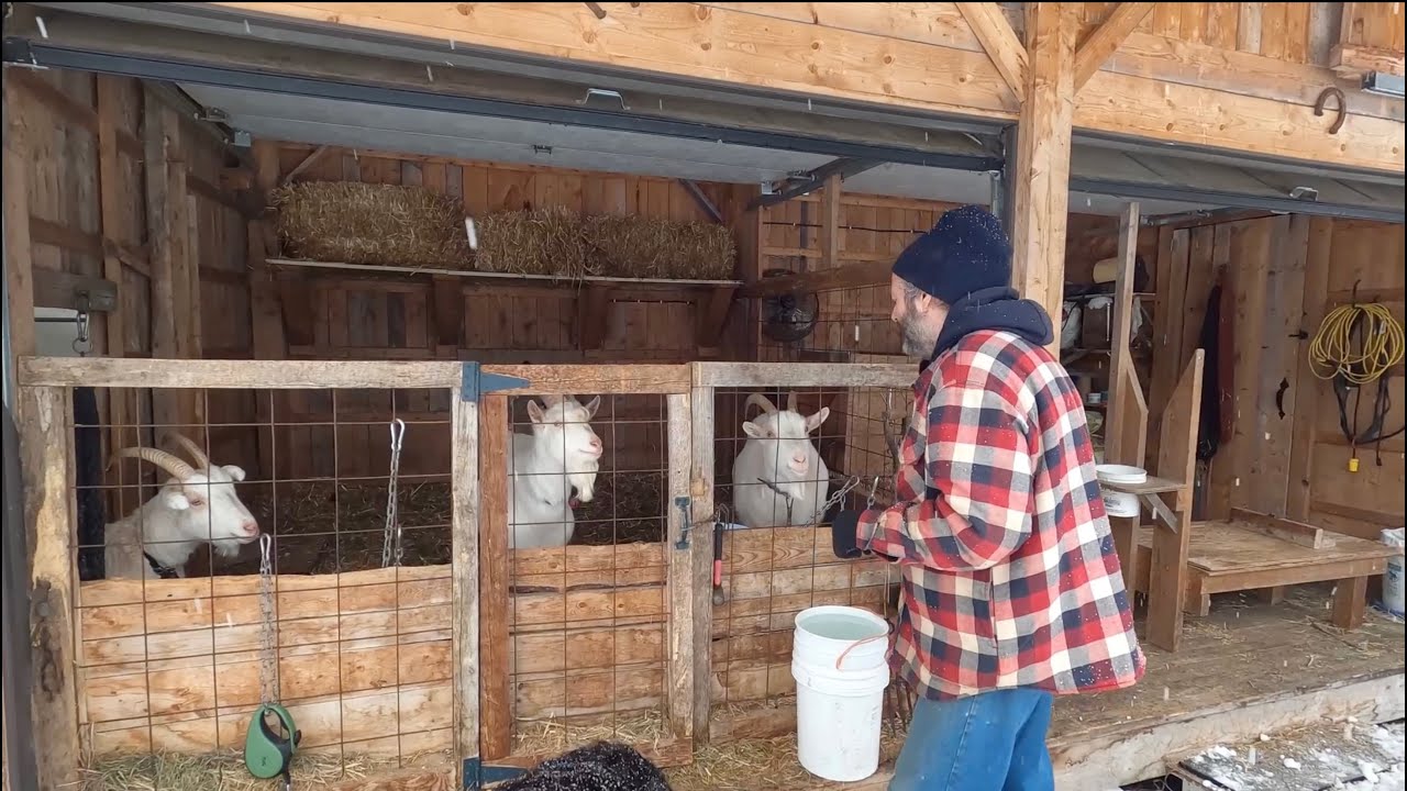 Les Ch&egrave;vres en Hiver | Dominic Lamontagne