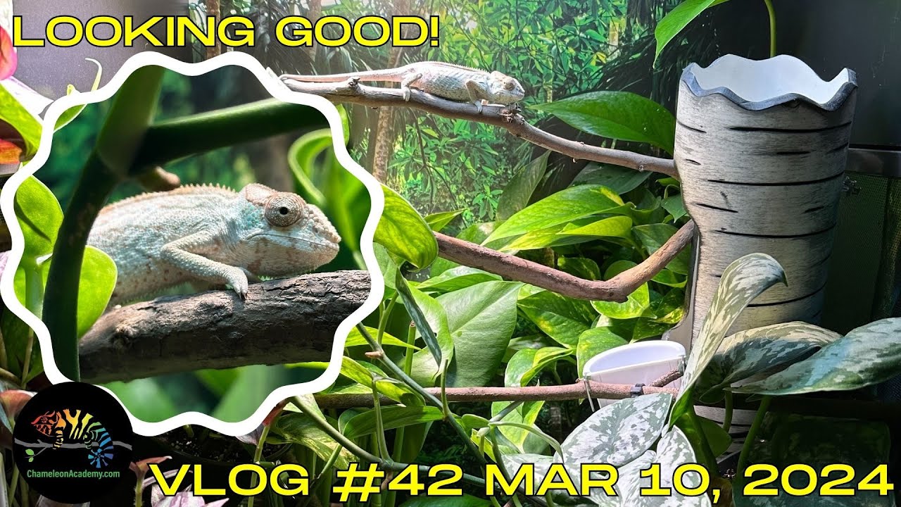 Community Chameleons and Cage Reviews