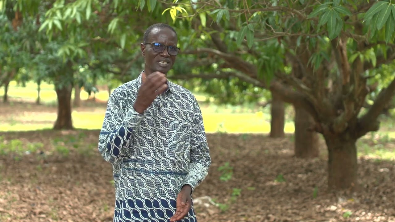 TECHNIQUE DE LUTTE CONTRE LES MOUCHES DE FRUITS DANS LES VERGERS DE MANGUE