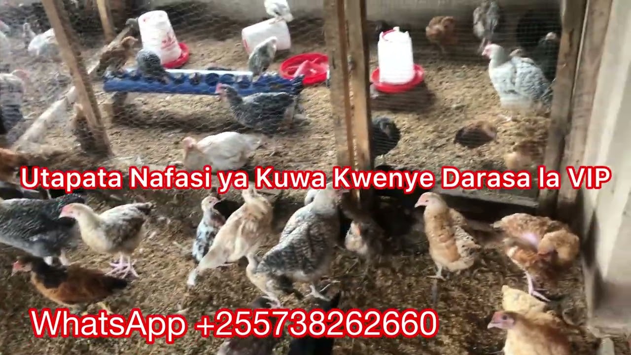 KUKU WA KIENYEJI  Episode 7 #farmlife #banda #farming #chicken #farm #comedy #funny #kienyeji