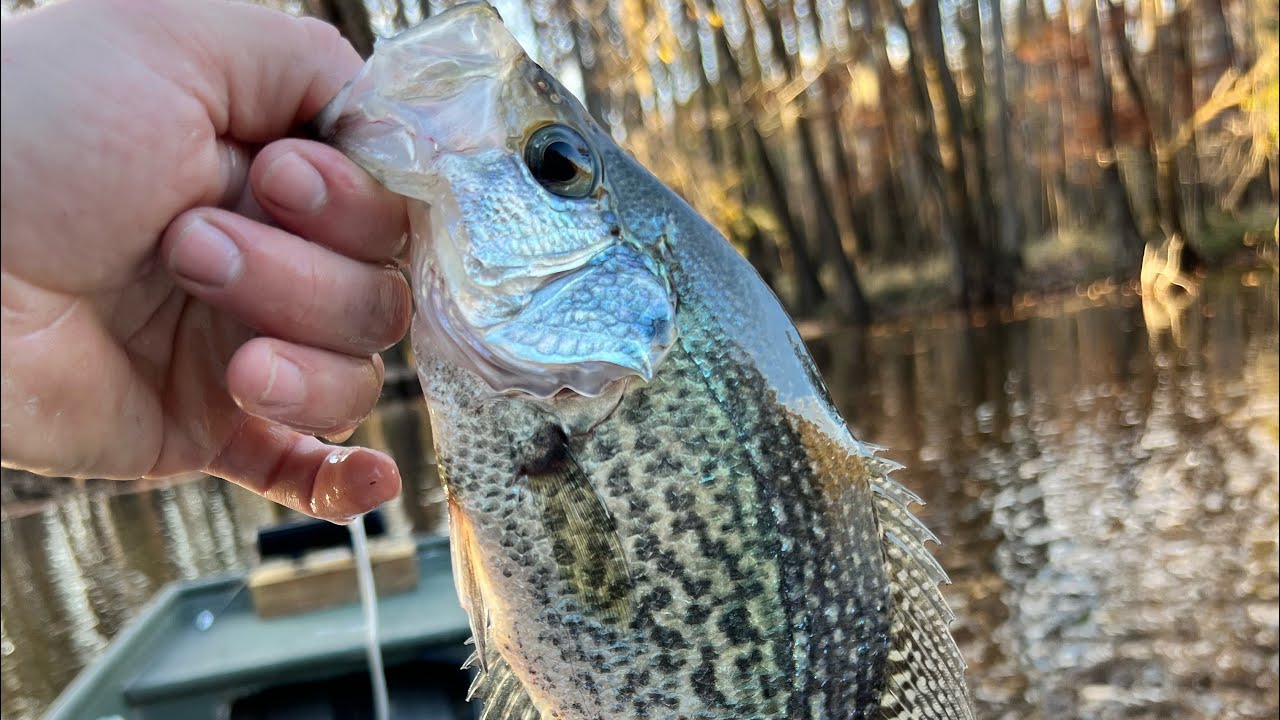 Waccamaw River Crappie Fishing