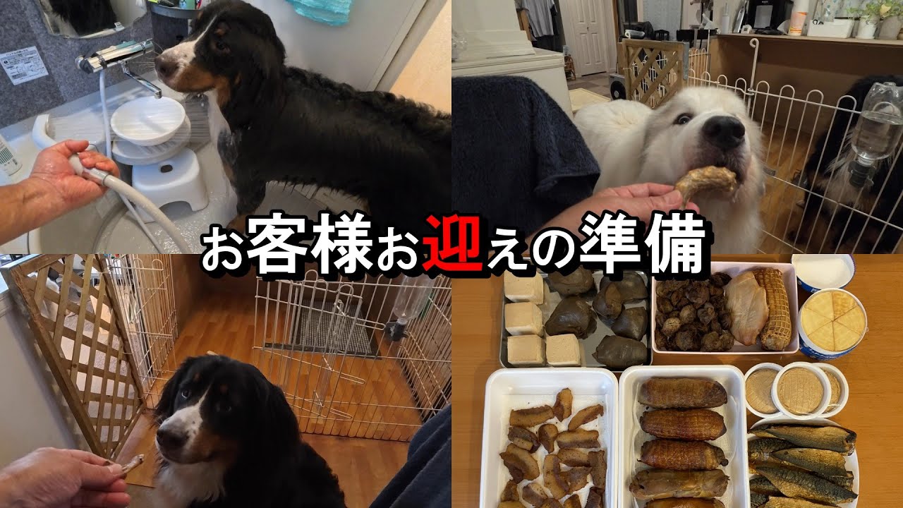 【ラム＆ピコ】お客様をお迎えする準備【久々の土日連休】