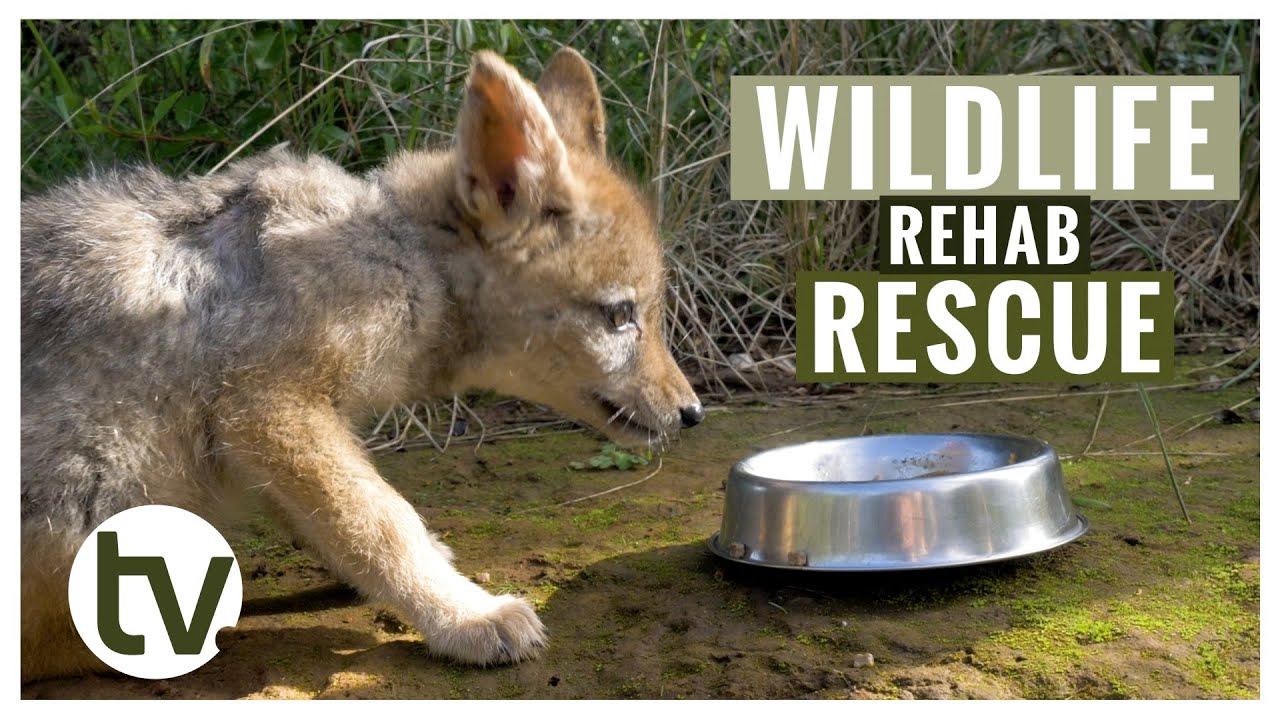 RESCUED Black-Backed Jackal and an Update on the ORPHANED Rhino