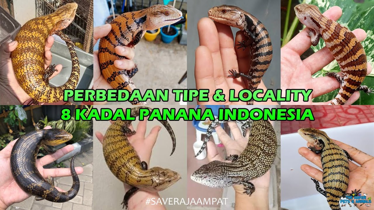 Perbedaan Locality dan Jenis Blue Tongue Skink (Kadal Lidah Biru) di Indonesia #saverajaampat