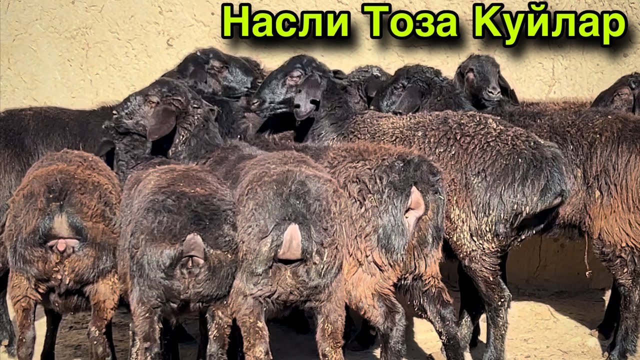 Насли Тоза Куйлар! ☎️+998 99 371 9316