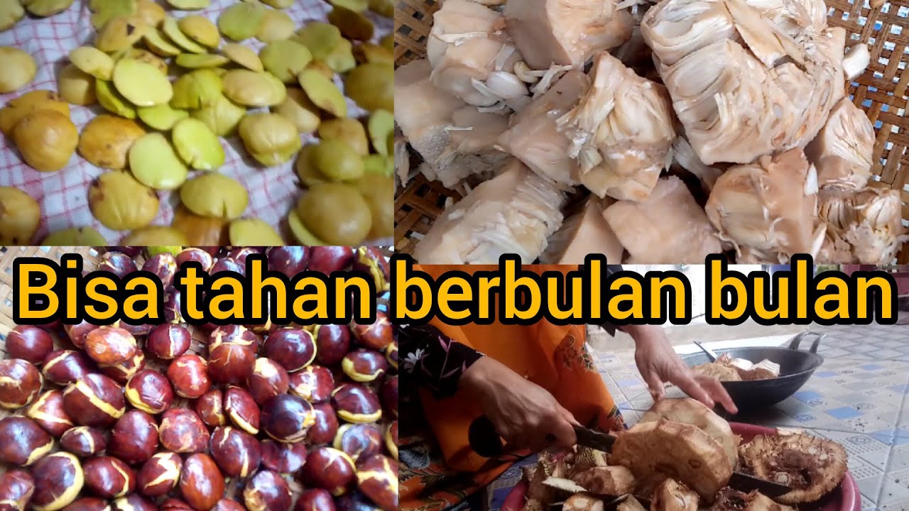 CARA MENYIMPAN JENKOL DI KULKAS AGAR AWET DAN KULKAS TIDAK BAU ! tips cara menyimpan nangka muda