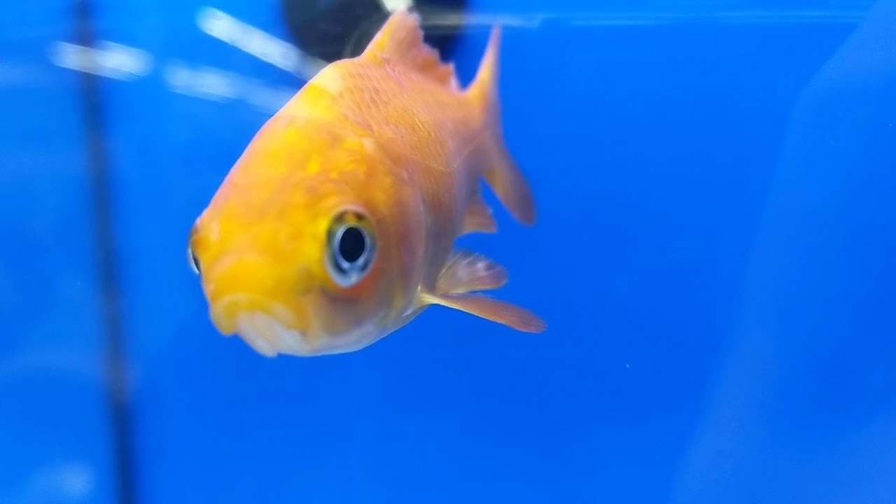 Close up view of goldfish swimming 🐟