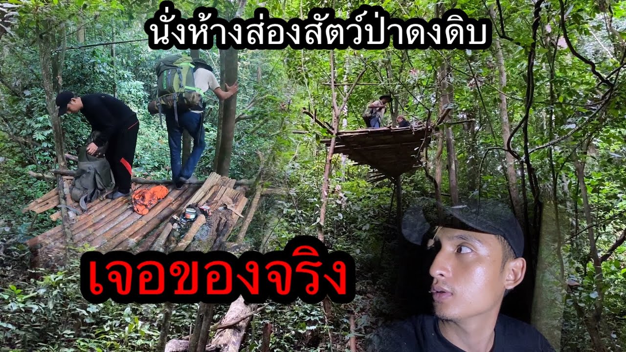 นั่งห้างห้ามทำผิดกฎของป่าเด็ดขาด