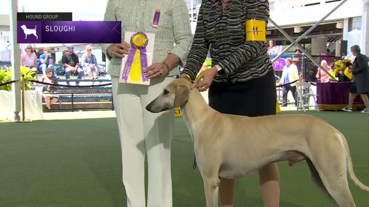 Sloughis | Breed Judging 2023